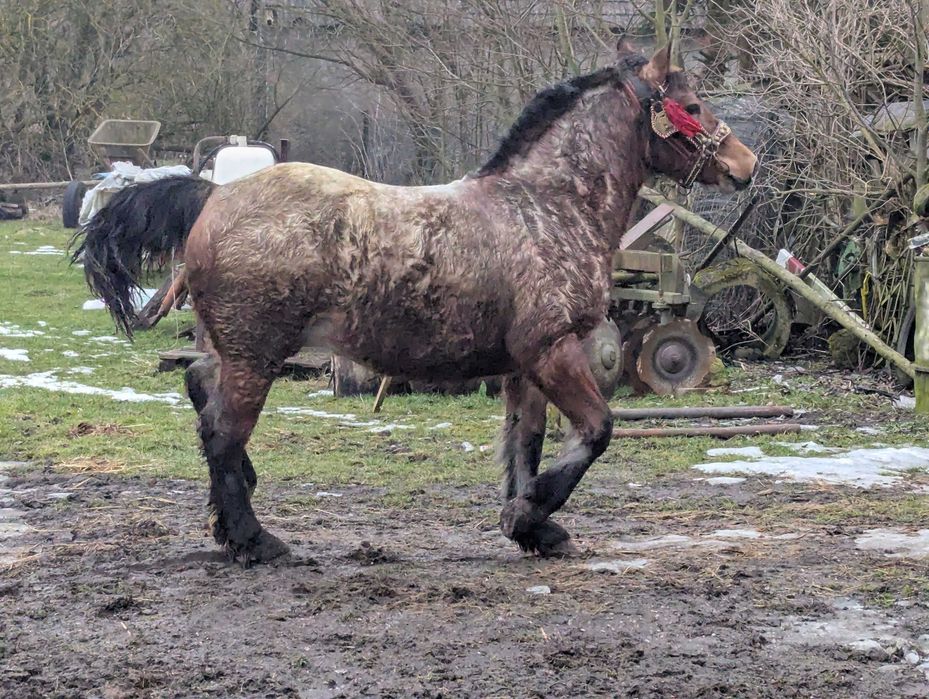 Klacz zimnokrwista maści dereszowatej bardzo ładnej budowy