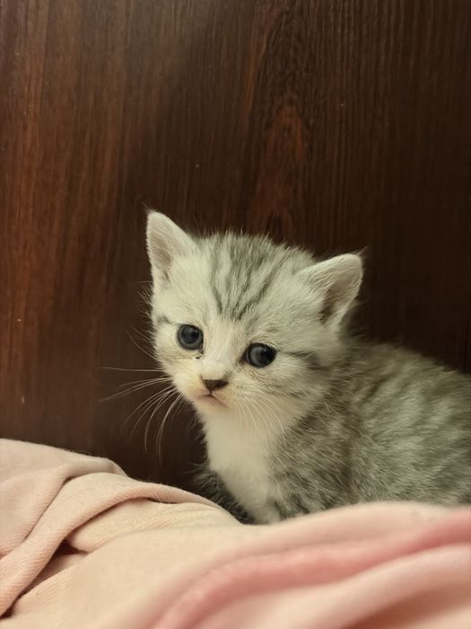 Котенок Серебристая шиншилла
