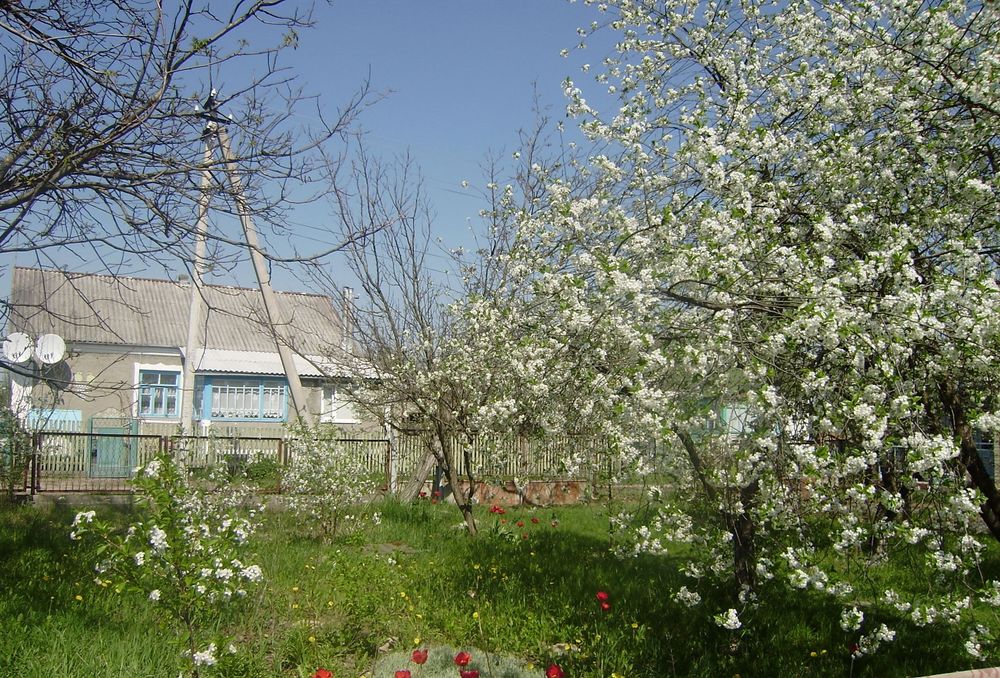 Продається великий будинок 140 м² (2 окремі входи) на земельній ділянці 12 соток біля соснового лісу в селищі Понінка