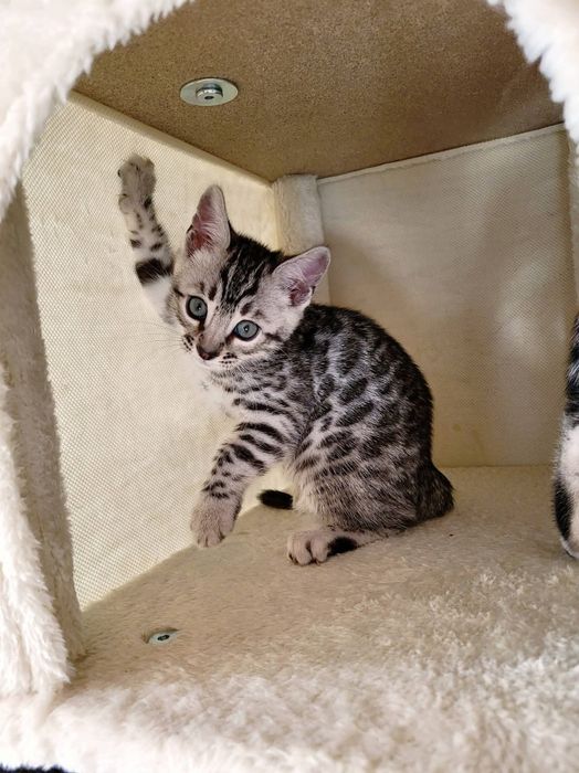 Kotka srebrna bengalska kot bengal rodowód FPL FiFE