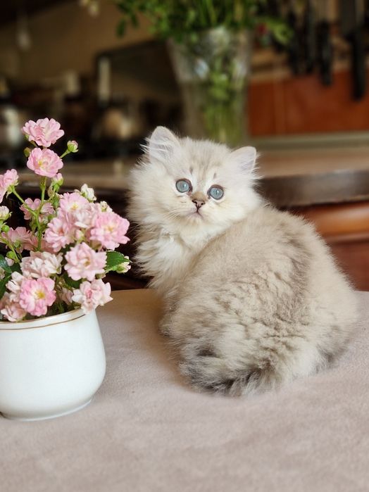 Породистый британський кот, серебристый линкс поинт