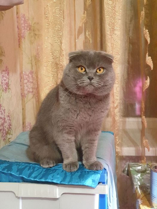 Шотландські кошенята