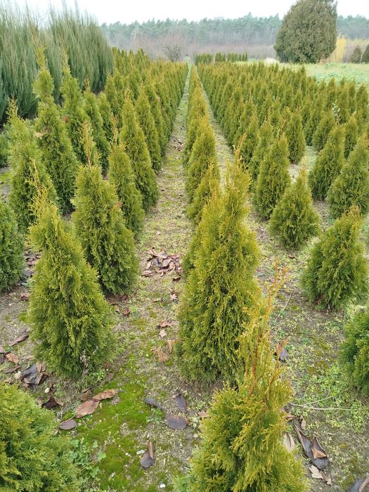 Tuja Szmaragd...