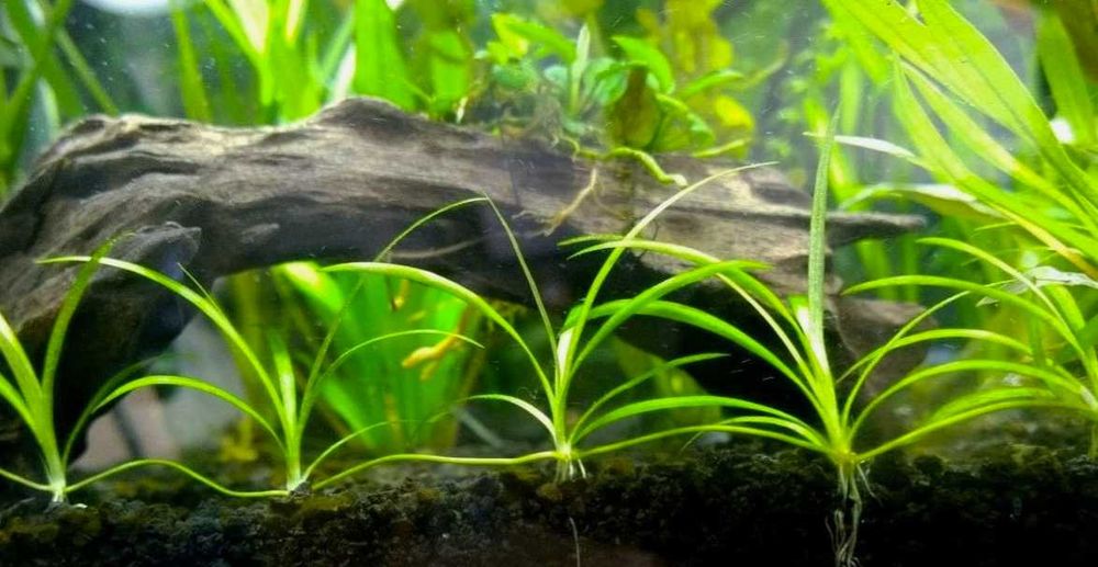 Сагиттария. Аквариумные растения