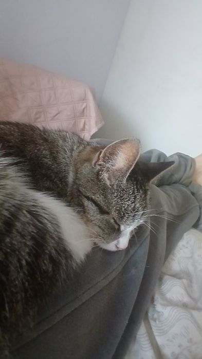 Zaginęła kotka lusia