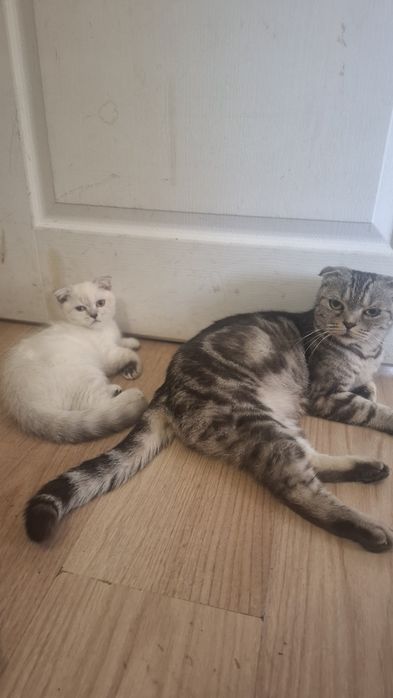 Кошеня Шотландський вісловухий хлопчик