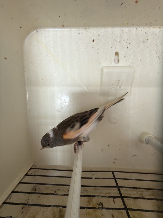 Canário alerquim português