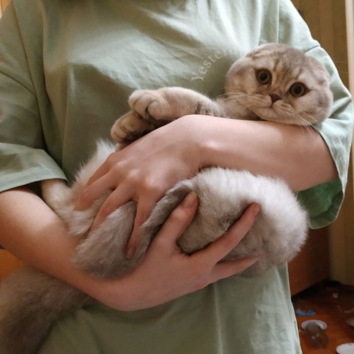 Вязка. Шотландский кот