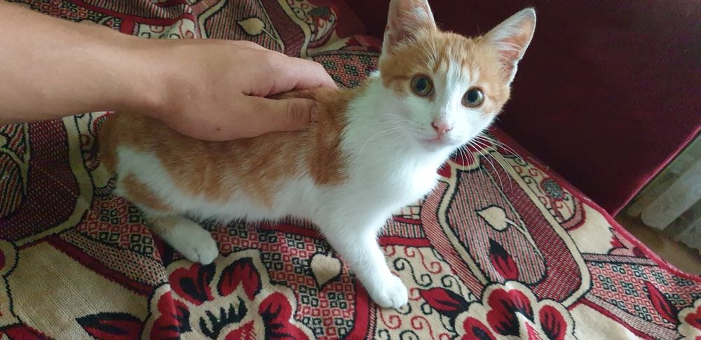 Киця рижо біла (free)