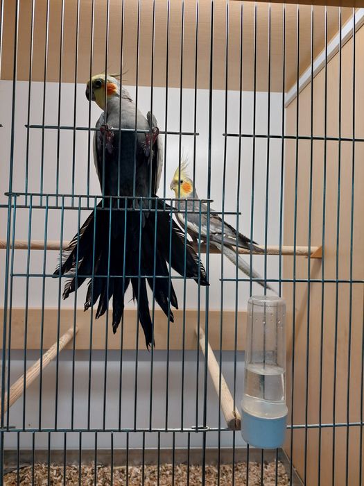 Papugi Nimfy samce , samiczki.