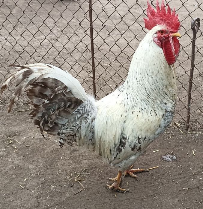 Яйце інкубаційне Бірківська Барвиста Бірки