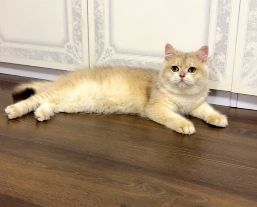 Британська золота шиншилла