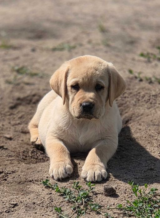 Sprzedam Labrador retriever