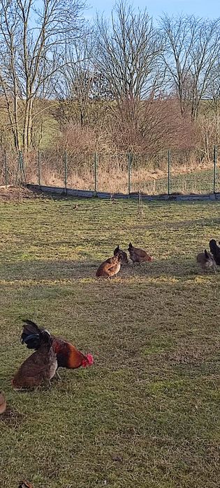 Jaja lęgowe zielononóżki