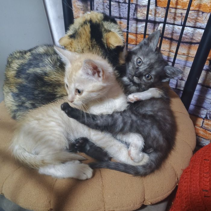 Віддам котив в добрі руки