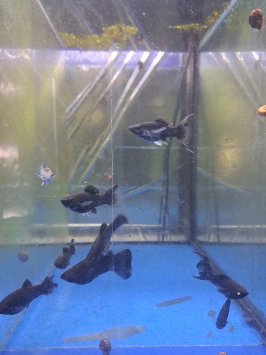 Peixes criaçao propria