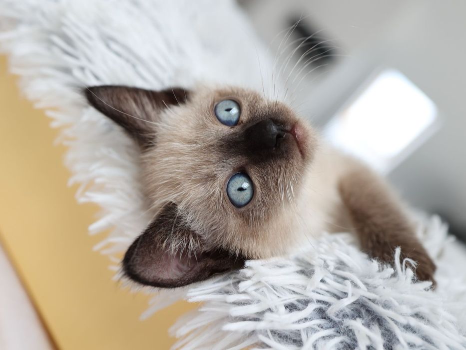 Продам Сиамских котят.
