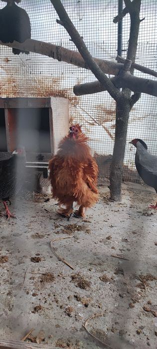 Kogut silki lokowanej