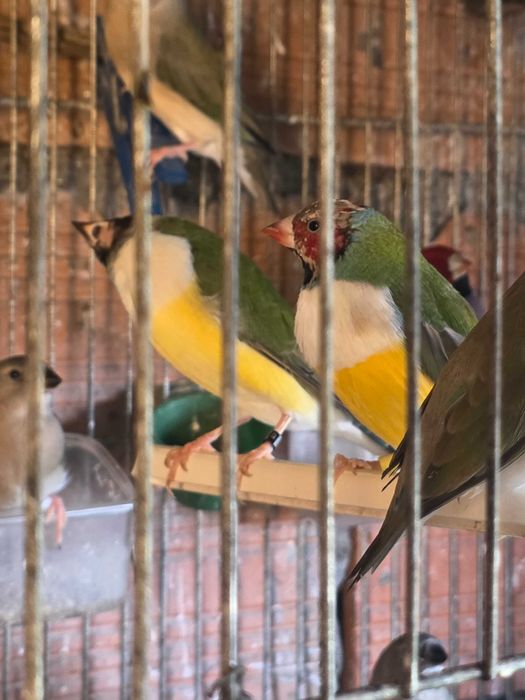 Vendo pássaros Diamante-de-gould