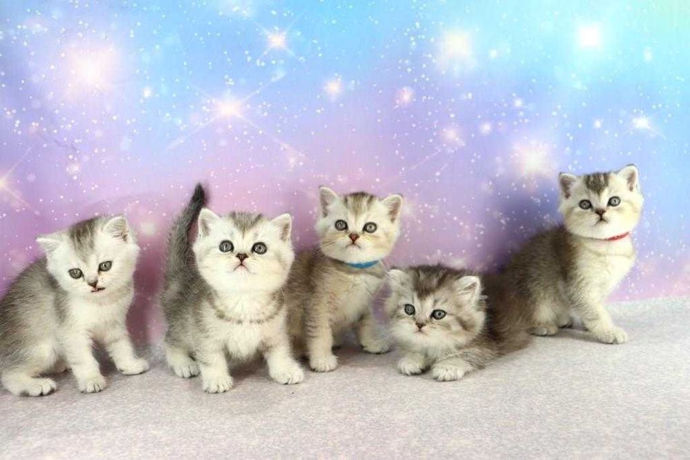 Красивые и ласковые, игривые и самые чудесные  котята