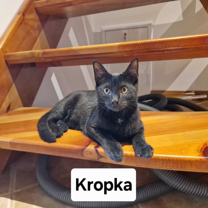Młode koty szukają stałego domu - Trójmiasto i okolice
