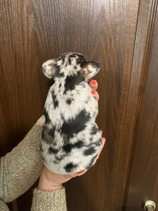 Блакитноокий красунчик