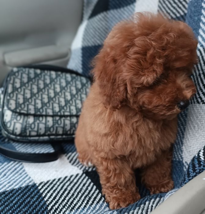 Той і карликовий пудель в наявності.