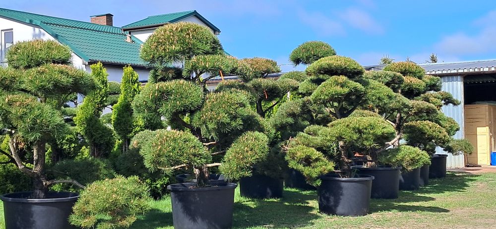 bonsai sosna bonsai 250-300cm super jakość producent