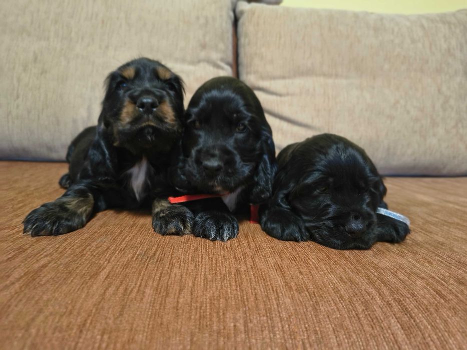 cocker spaniel angielski piękny piesek