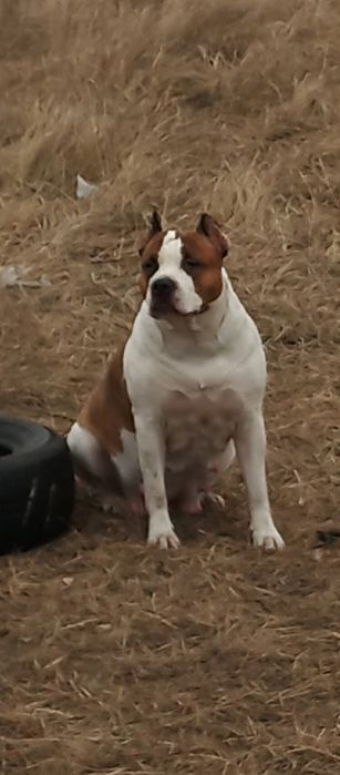 Продажа щенков стафордширский терьер