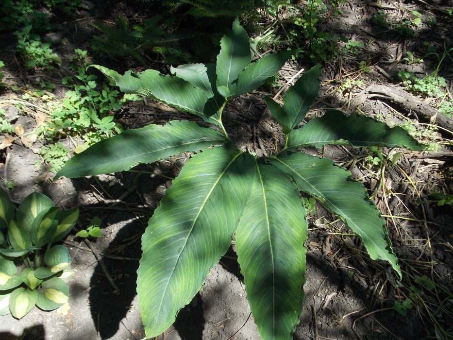 Калла  клубнева.