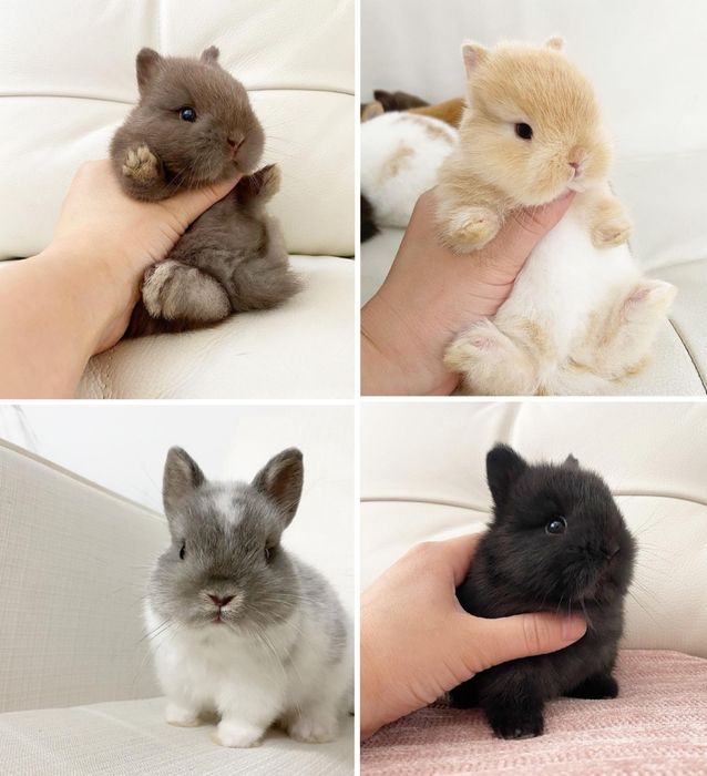 KIT Coelhos anões minitoy e mini holandês, coelhinhos muito dóceis