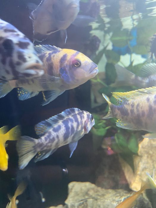 ciclideos mbuna multicolor
