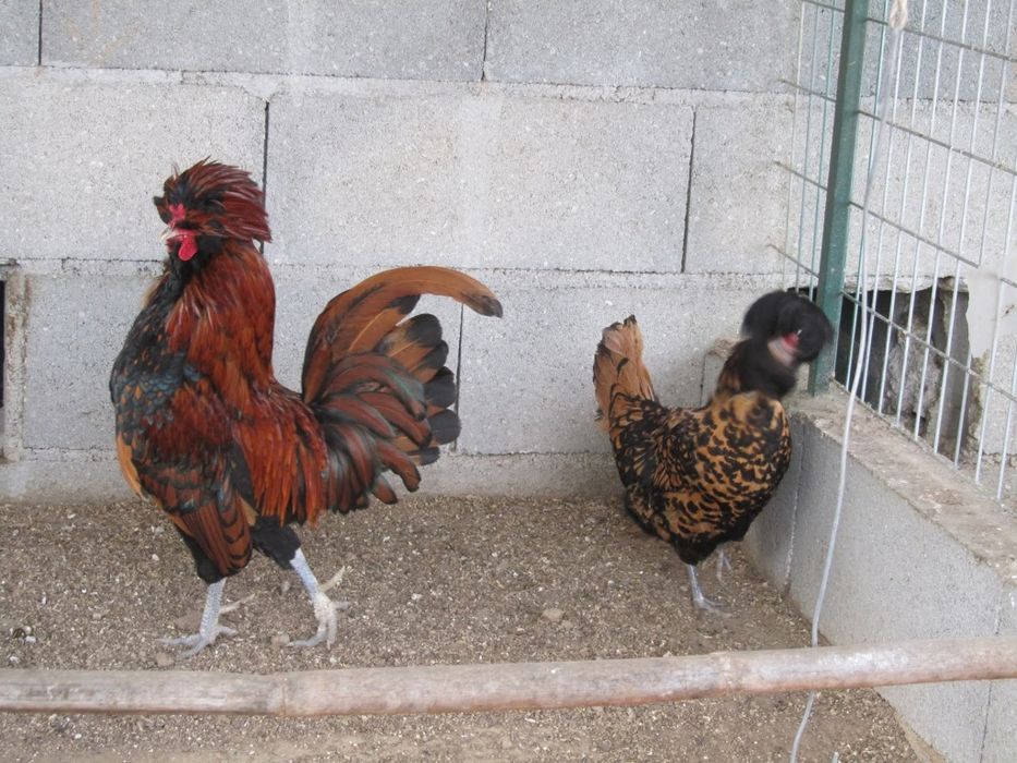 Raças galinhas Surenha morucha entre outras raças