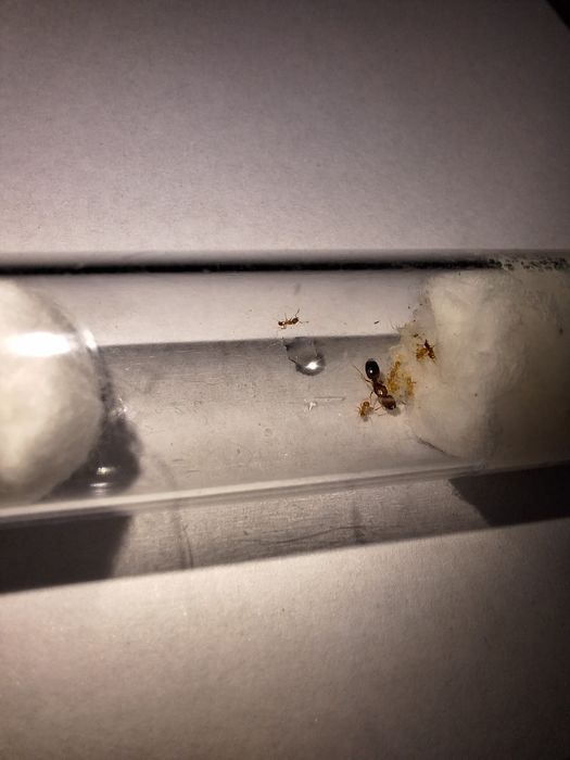 Pheidole parva 1Q + 4-10W - mrówki, mrówka kolonia mrówek