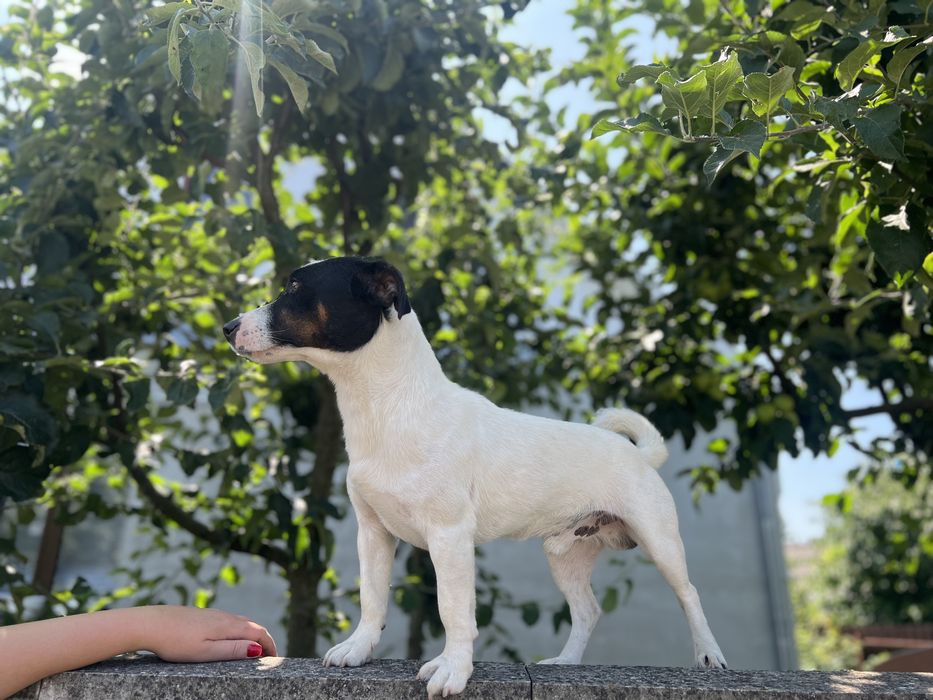 вʼязка джек рассел вязка расел хлопчик