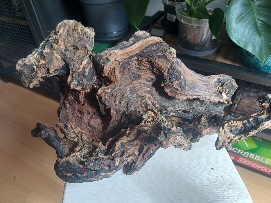 Korzeń do terrarium