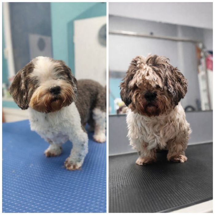 Groomer | Psi fryzjer | Strzyżenie | Pielęgnacja