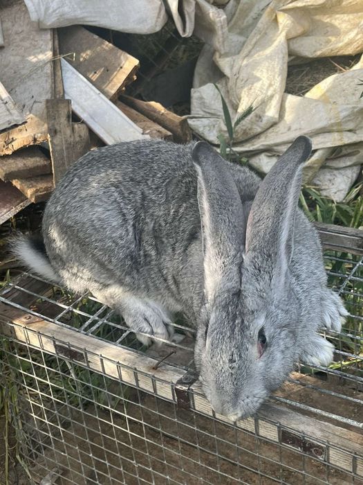 Кролики великаны!!!