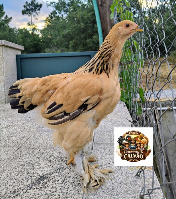 Galinhas galos Brahmas