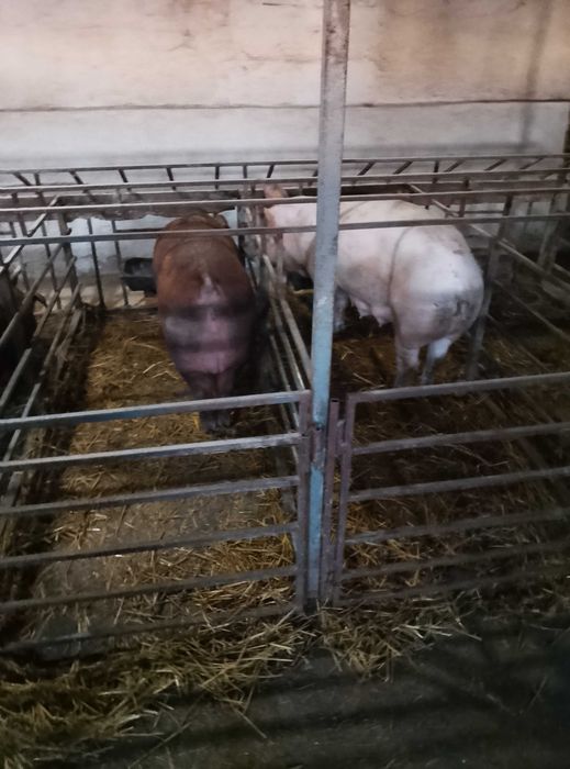 Свині кнурі маленькі поросята