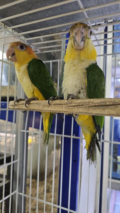 Marianinhas muito meigas