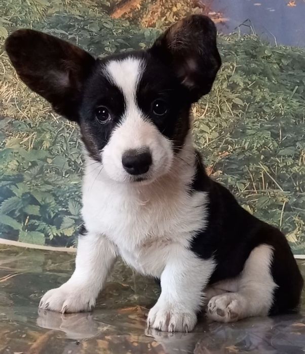 Чудова  дівчинка корги кардиган.