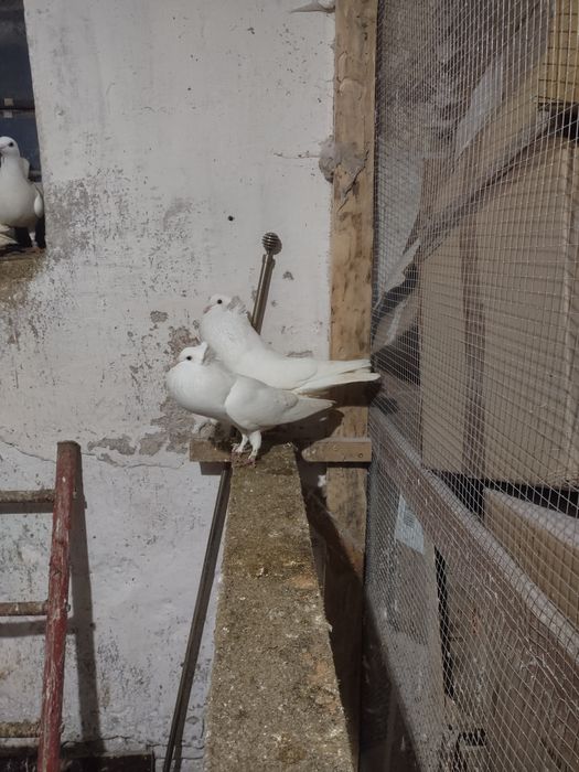 Garłacze górnośląskie koroniaste