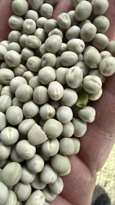 Семена Зелений горох Зекон