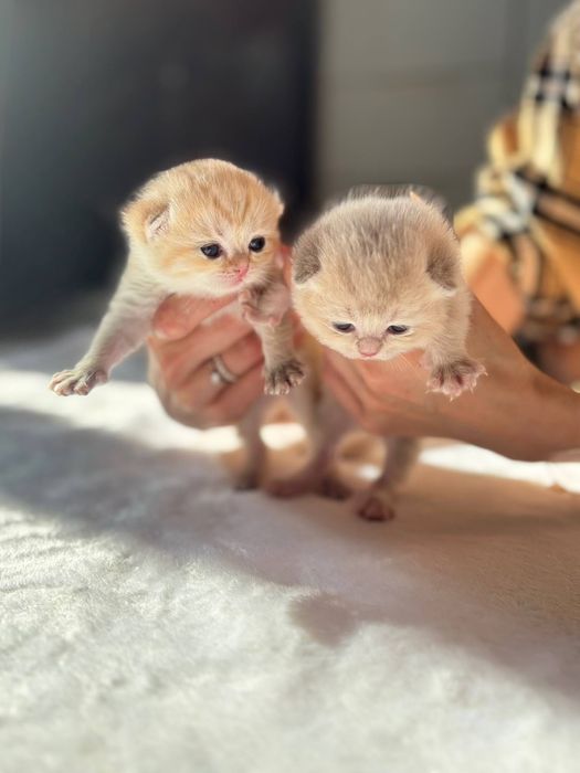 Бронь на кошенят золота шиншила