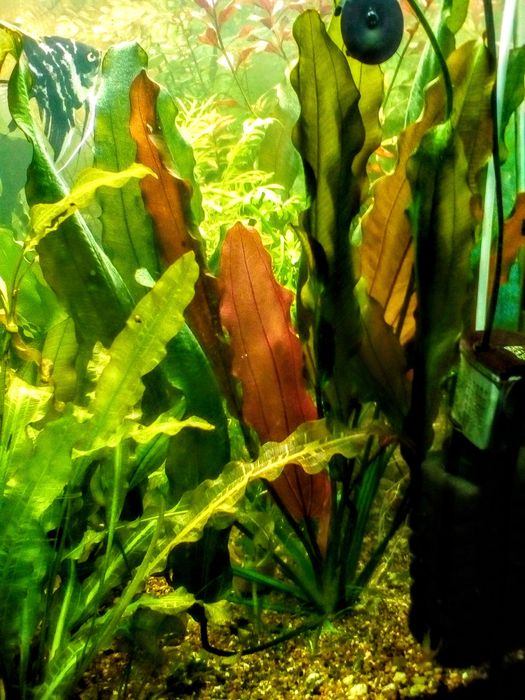 Эхинодорус  Пять Сольдо 35/40см