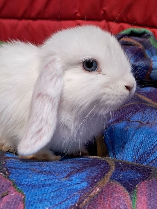 Niebieskie baranki mini lop