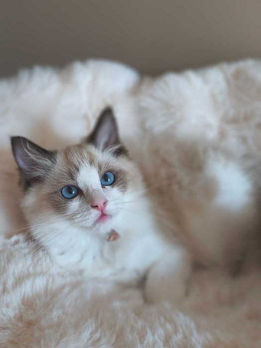 Koteczka rasy Ragdoll.