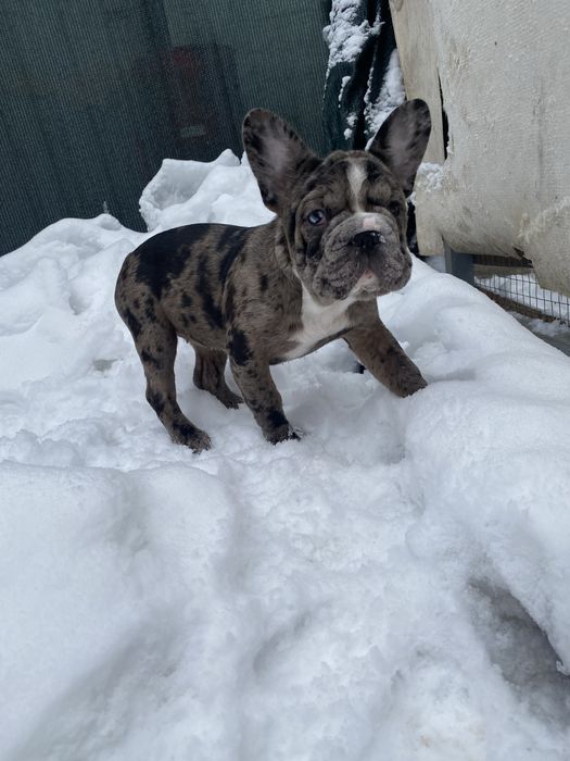 Біг Роб дівчинка